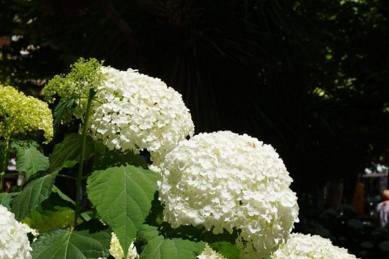 Hortensia